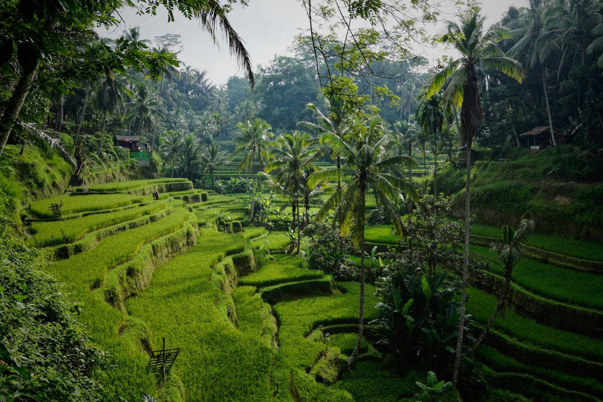 Tegallalang Rice Terraces with lush green terraces in morning light