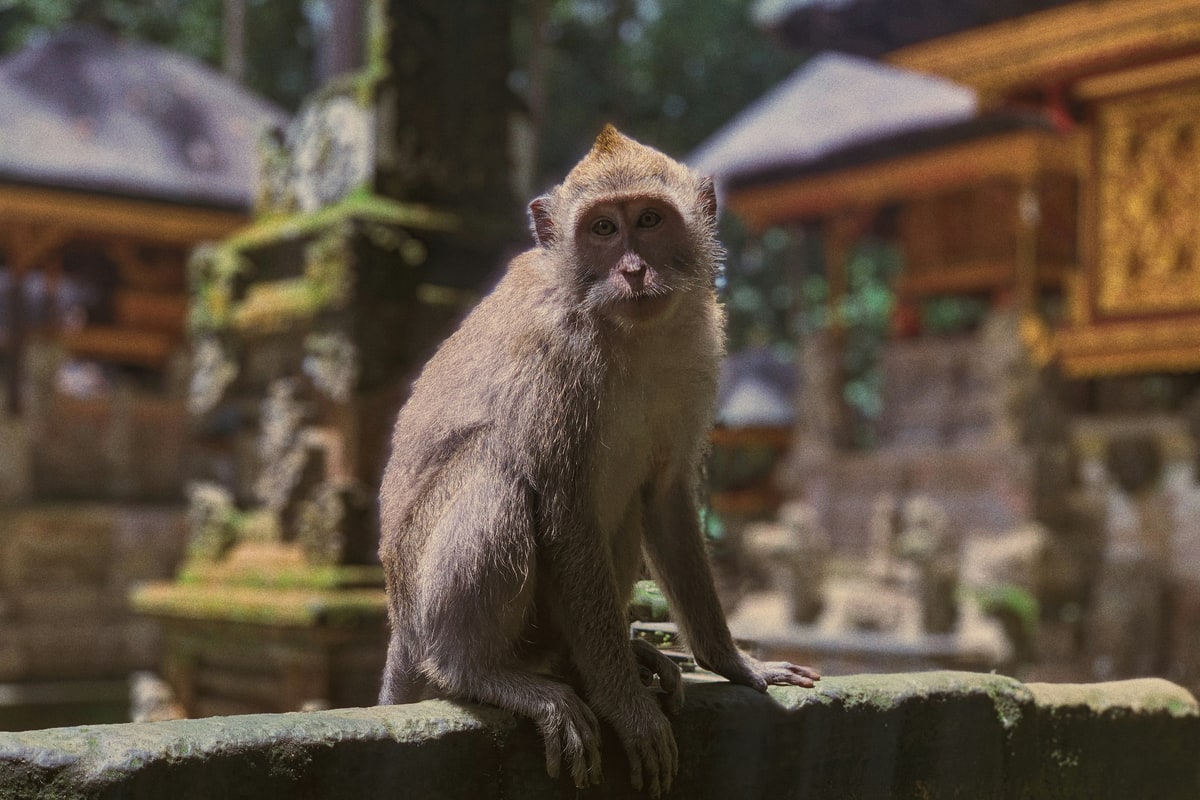 Ubud Monkey Forest surrounded by tropical jungle and temple ruins